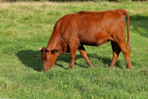 Domestic cattle