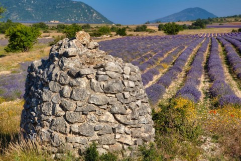 Borie in a lavender field in Provence. Vaucluse