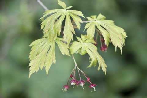 Fullmoon maple
