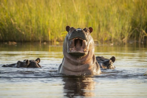 Hippo