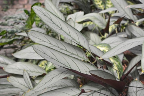 Exotic Ctenanthe Setosa Grey Star plant leaves with silver hue and dark leaf veins