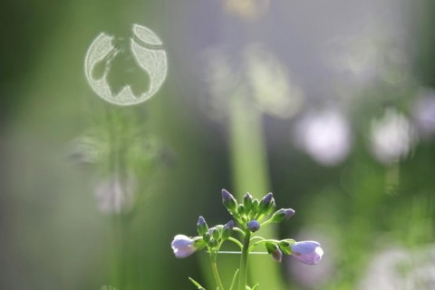 Meadowfoam in spring