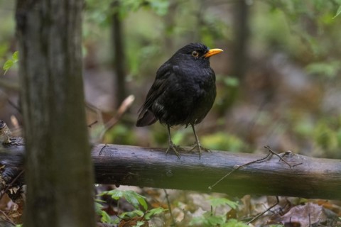 Blackbird