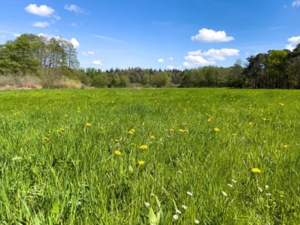 Tall grass of spring meadow