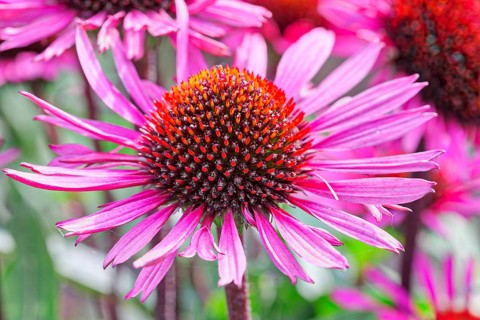 Narrow-leaved purple coneflower