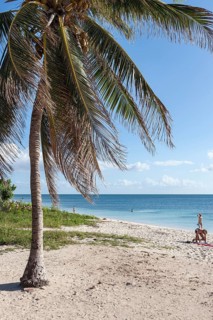 Palm tree