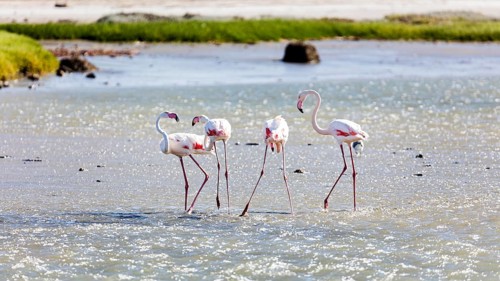 Flamingos