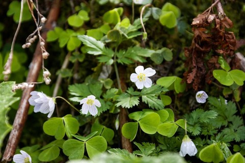 Common wood sorrel