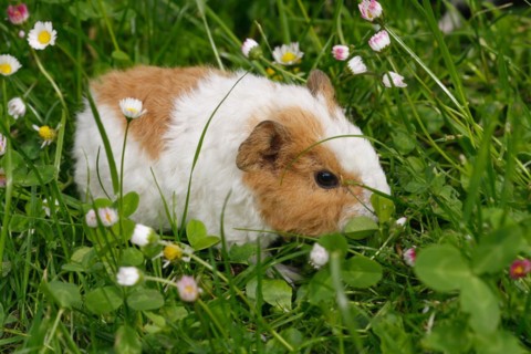 Guinea Pig pigs