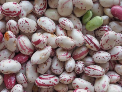 Crimson beans legumes vegetables