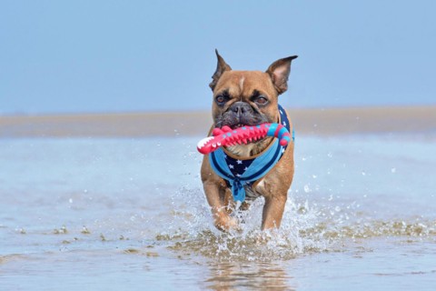 Brown French Bulldog dog with sailor harness carrying toy in muzzle while playing fetch at the beach on vacation