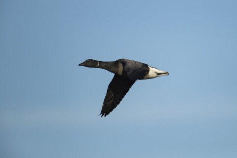 Brent goose