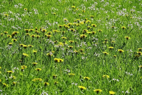 Meadow in spring with dandelion and meadowfoam