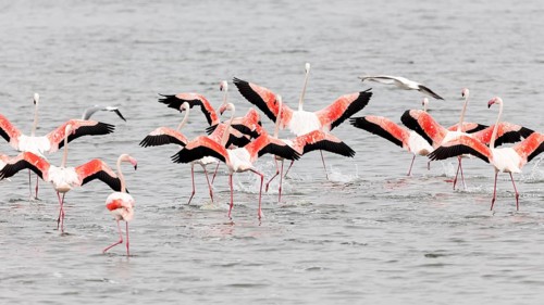 Flamingos