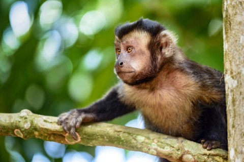 Black capuchin monkey on the trees of the Brazilian rain forest