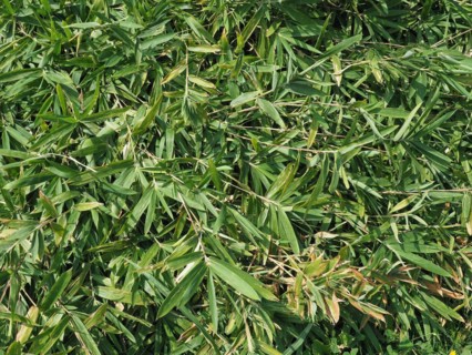 Green bamboo leaves texture background