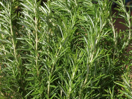 Rosemary