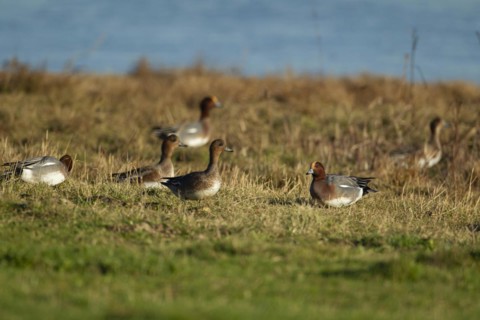 Eurasian wigeon