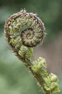 Fern shoot