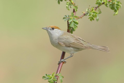 Blackcap