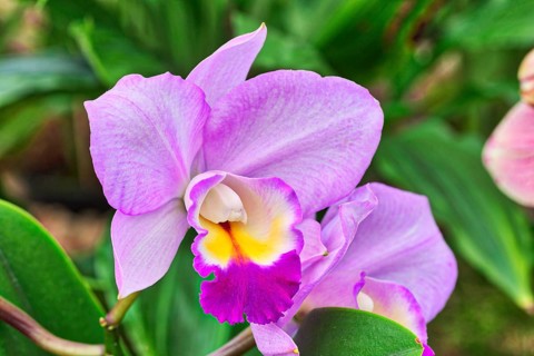 Orchid