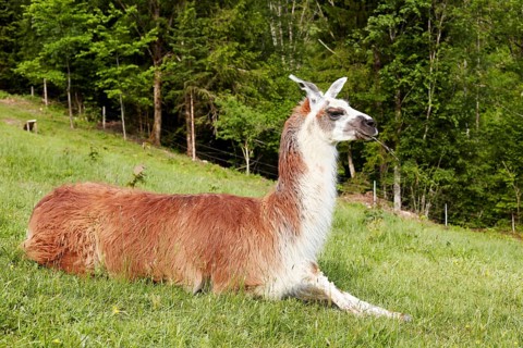 Llama