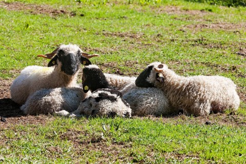 Valais black-nosed domestic sheep