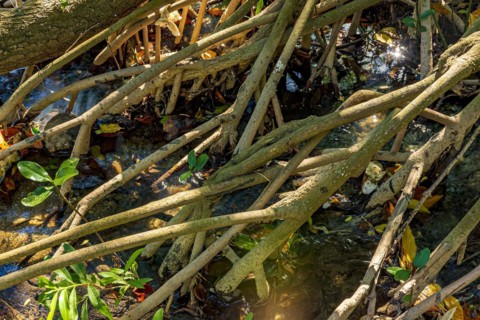 Dense vegetation in the tropical mangrove forest with its roots meeting the sea water with the rivers and lakes of Brazil