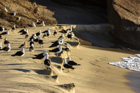 Seagulls resting on the sand at Devil beach in Ipanema in Rio de Janeiro