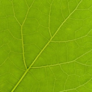 Green leaf texture
