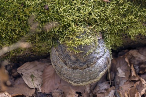 Common fire sponge