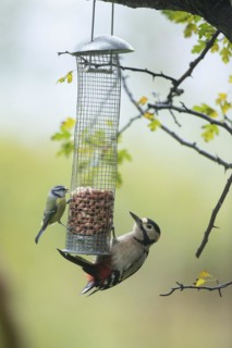 Great spotted woodpecker