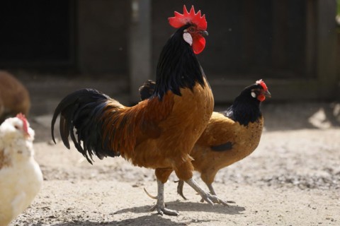 Vorwerk chicken