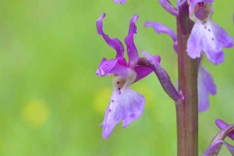 Early purple orchid