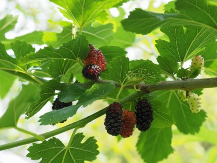 White mulberry