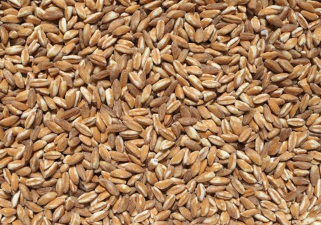 Emmer wheat cereals food
