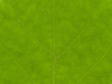 Green leaf texture