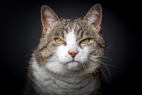 Felidae