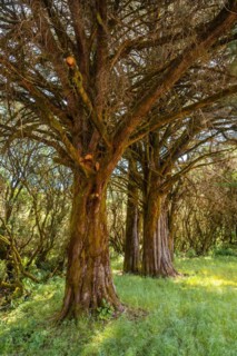 Footpath through laurel forest in a lush green landscape in La Llania on El Hierro