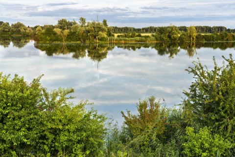 The nature reserve Gmuender Au and the river Alte Donau