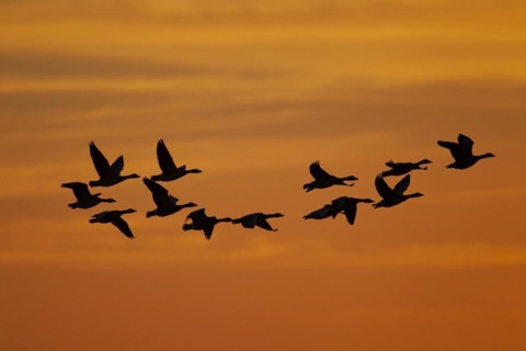 Greylag goose