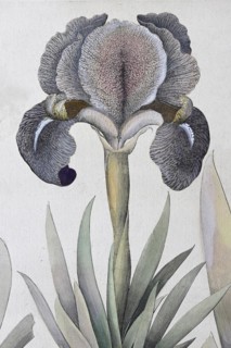 Irises