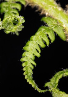Male-fern