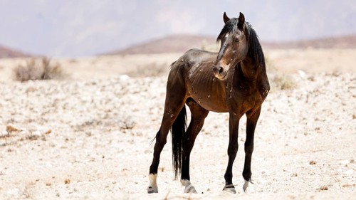 Wild horse