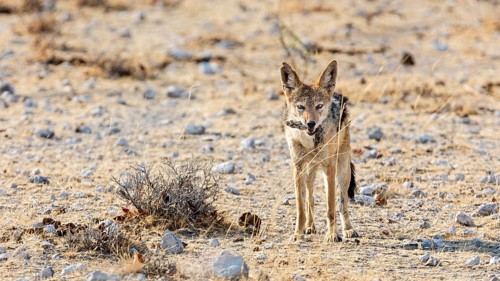 Black-backed jackal
