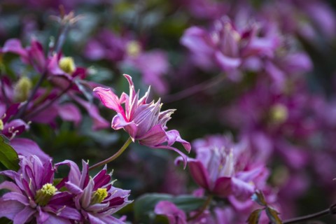 Pink and white flowering woodland vines