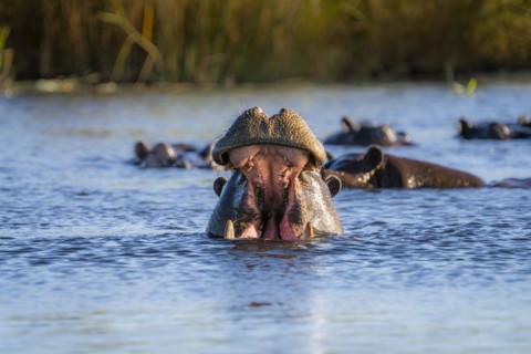 Hippo