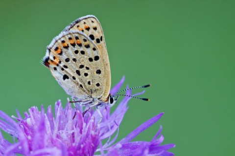 Sooty copper