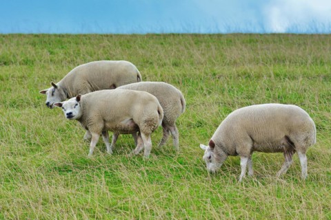Texel sheeps