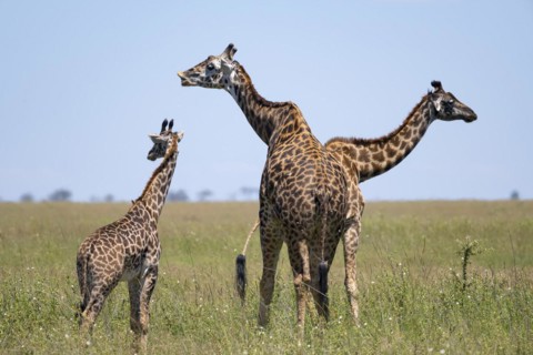 Masai giraffe